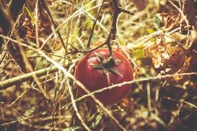 Tomato, Red ripe fruit on branch
