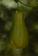 green ripe zucchini