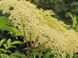 Floral Plant Natural