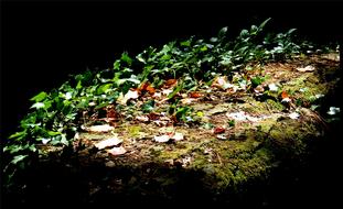 Forest vegetation in the shade