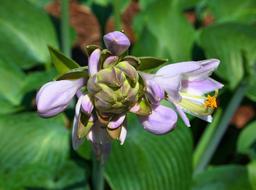 Purple lush flower