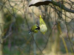bird on branch