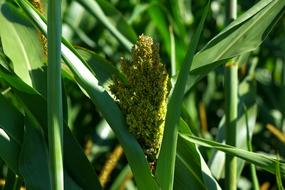 corn in leaves of field