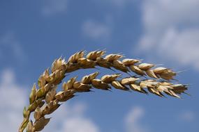 two Wheat ears Close Up at sky