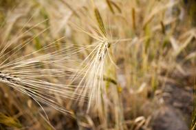 golden barley spikes on Field