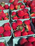 sweet red strawberries on market