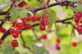 Berries Fruit Food