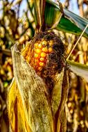 sweet corn yellow