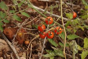 healthy cherry tomatoes