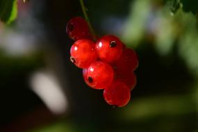 Ripe sweet currants
