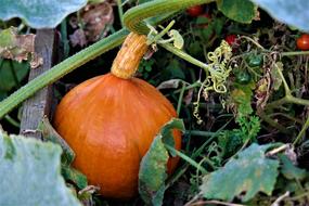 Pumpkin Garden Vegetables