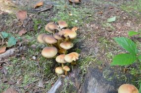 Mushroom Nature Wood