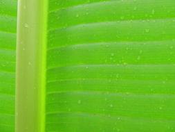 Leaf Background Texture