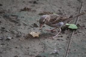 Sparrow with leaf