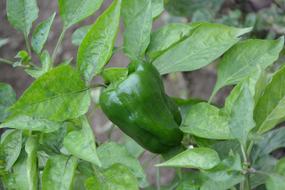 Pepper Green Leaves