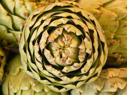 green artichoke in the garden