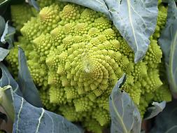 Col Brussels Brassica Oleracea