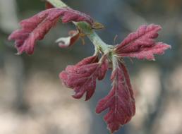 red leaf plant
