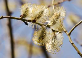 Wildflower Flower Willow