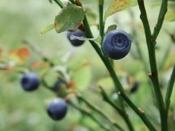 Blueberry Nature Food