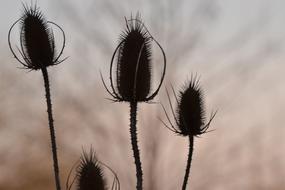 Thistle Plant Nature macro blur