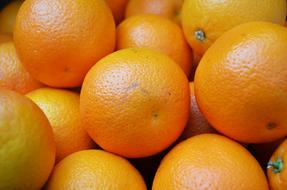 sweet oranges harvest