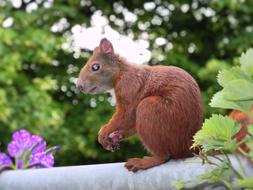 funny fluffy squirrel