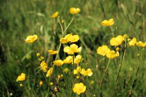 yellow buttercups in the field