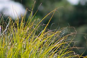 fresh grass in the garden