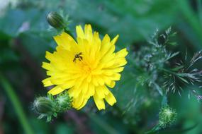 sow thistle flower and buds