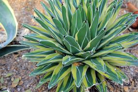 Century Plant Desert