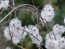 Clematis Liane Plant