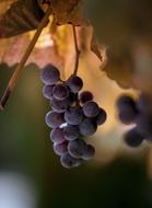 purple grapes on tree
