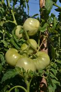 Unripe large tomatoes