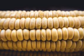 Corn on Cob, macro, dark background