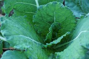green cabbage fresh garden