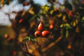 Rosehip Autumn Fall