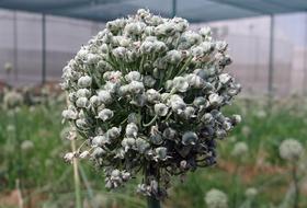 Onion flower in bloom