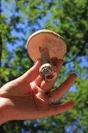 Mushroom Holding Hold
