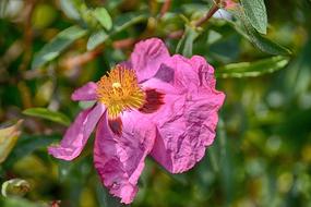 Eglantine Flower Thorns