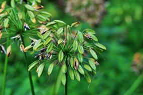 green plants in field