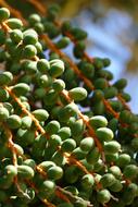 Coffee Tree Plant