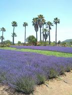 Palm trees in a lavender field