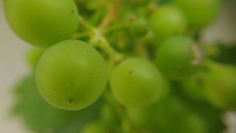 Grape Macro Green