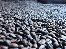 Coffee Grain Roasted