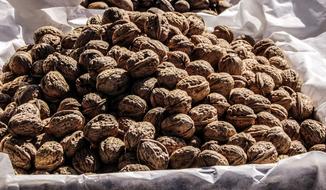 ripe nuts harvest
