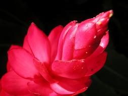 spring flower pink is beautiful