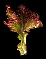 red vegetable leaf