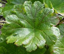 Leaf Green Plant Nature