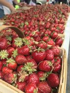 Strawberry in wooden boxes on Market